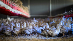 Grippe aviaire: le niveau risque désormais "élevé" en France, confinement des volailles