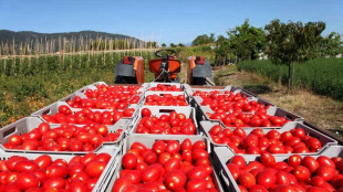 Conserve di pomodoro, Italia prima al mondo per export torna seconda per produzione
