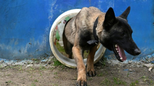 Hundehalterin in Hessen bei Rettungsaktion verletzt: Schmerzensgeld rechtens