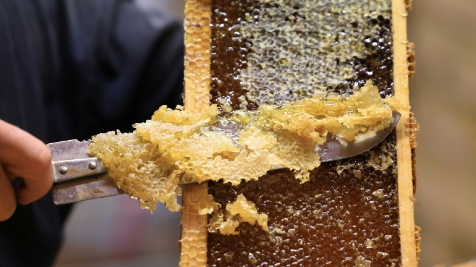 R&eacute;colte de miel 2026 : des abeilles d&eacute;boussol&eacute;es par la s&eacute;cheresse
