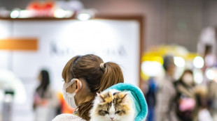 Japon: une startup demande l'homologation d'un traitement r&eacute;nal pour chats