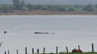 Wal-Rettung verz&ouml;gert sich - Helfer schauen dem Tier ins Maul