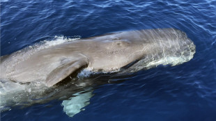 Dai droni la prova di un virus pericoloso per le balene nell'Artico