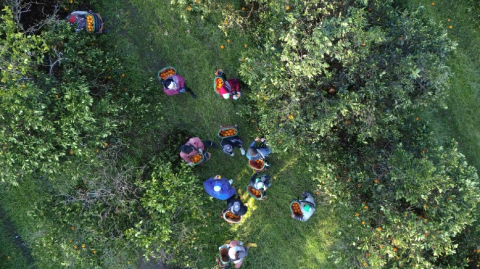 For Argentine farmers, Milei's free-market reforms fall short