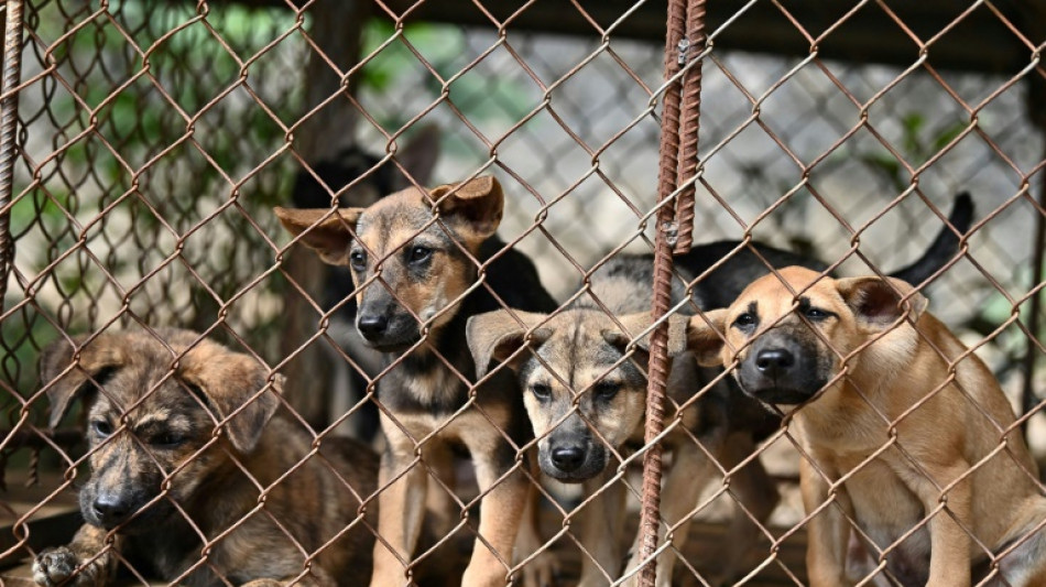 Prozess um mehr als 120 verwahrloste Hunde: Bew&auml;hrung f&uuml;r Frau in Sachsen-Anhalt