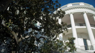 Storied but sickly, historic W.House magnolia to come down