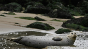 Temperaturrekord für die Nordsee: Wärmster Sommer seit Messbeginn