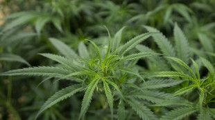 Illegale Cannabisplantage mit hunderten Pflanzen in Brandenburg ausgehoben