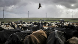 South Africa's livestock farmers reel from foot-and-mouth disaster