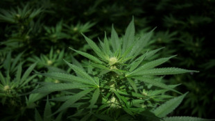 Baden-W&uuml;rttemberg: Zollbeamte entdecken Cannabisplantage und Waffen in Wohnung