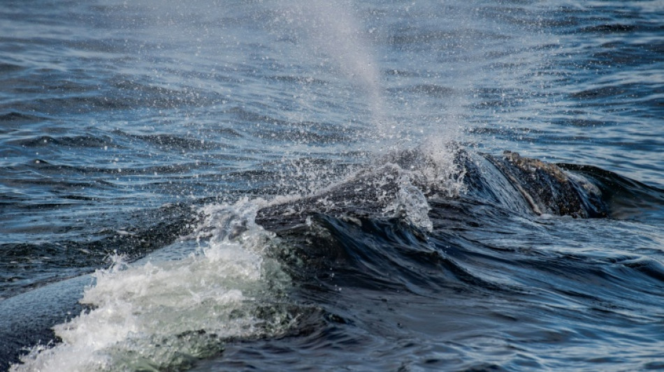 Trump reinstates commercial fishing in protected Atlantic waters