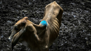 El Ni&ntilde;o traz per&iacute;odo de 'vacas magras' aos mercados de gado de El Salvador