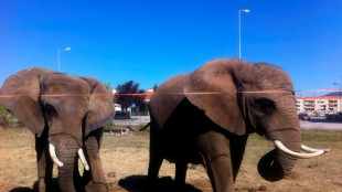 Portugal's last circus elephant becomes pioneer for European exiles