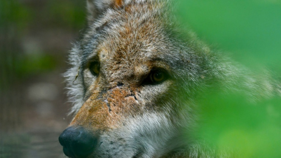 Erstmals Wolfsangriff auf Menschen seit Wiederansiedlung in Deutschland