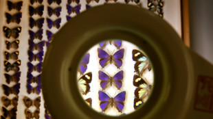 Australian scientists grapple with 'despicable'  butterfly heist