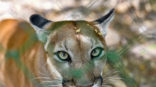 M&ouml;gliche Pumasichtung in Bayern: Weitere keine Nachweise von Raubkatze