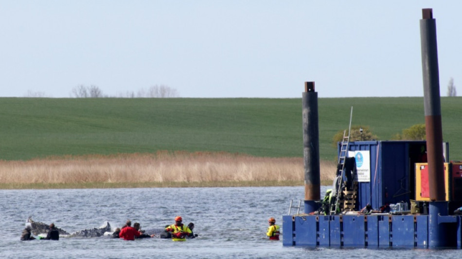 German bid to rescue 'Timmy' the whale passes key hurdle